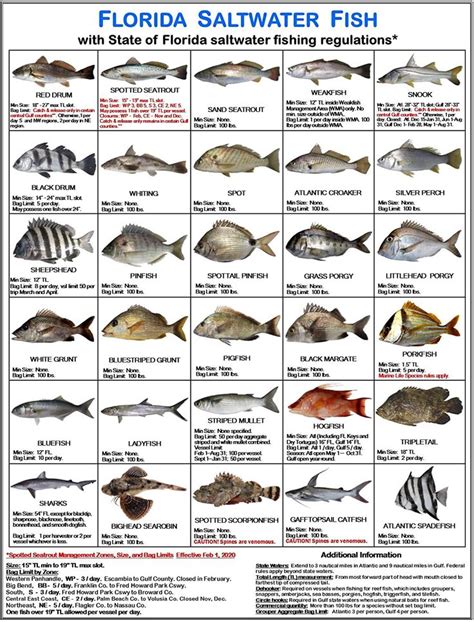 fish identifier online free|FishProfiles.com .